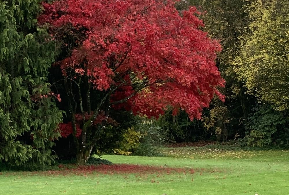 tallentire hall cottages cockermouth
