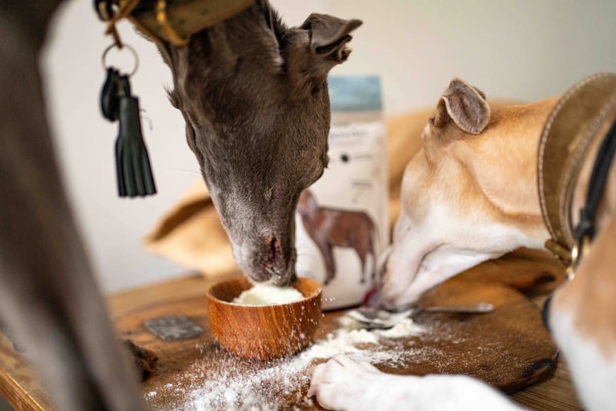 fur and fables photographer